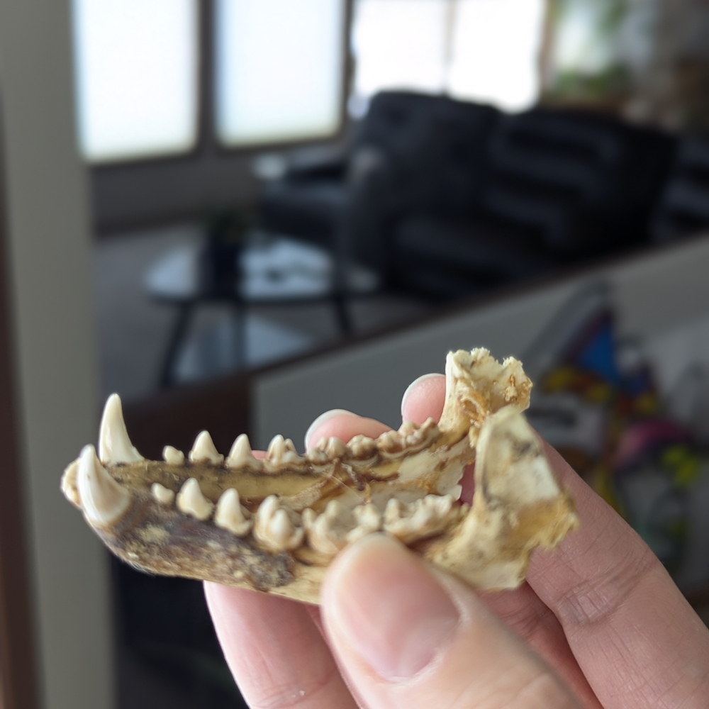 Lower Jawbone of Animal - Small, Possibly Raccoon, Oddity, Skeleton - Picture 10 of 12